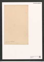 Diatomeae indet. (de-Toni-Nr.: Species 853, 1849 } ?) Zeichnungen Sammlung Grunow (NHMW-BOT-W0371618)